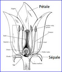 Pétale et sépale d'un iris